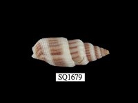 藏品(蛹筆螺)的圖片